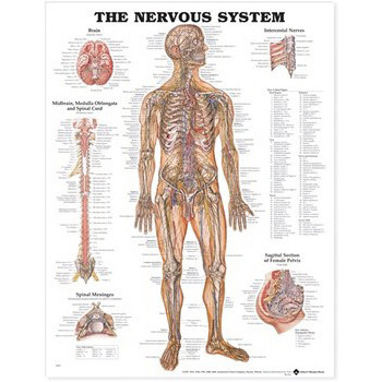 Anatomical Charts