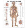 Laminated Anatomical Chart, Nervous System