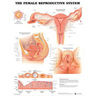 Laminated Anatomical Chart, Female Reproductive System