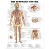 Laminated Anatomical Chart, Lymphatic System