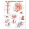 Laminated Anatomical Chart, Male Reproductive System