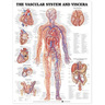 Laminated Anatomical Chart, Vascular System and Viscera