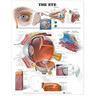 Laminated Anatomical Chart, Eye