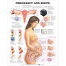 Laminated Anatomical Chart, Pregnancy and Birth