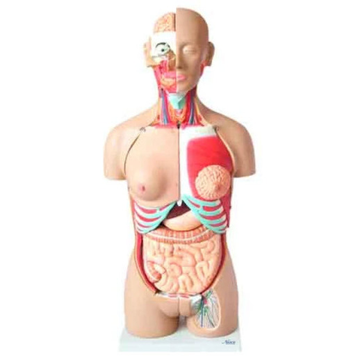 Classic Dual-Sex Life-size Human Body Torso Anatomical Model, with Opened Neck & Back, 28 Parts