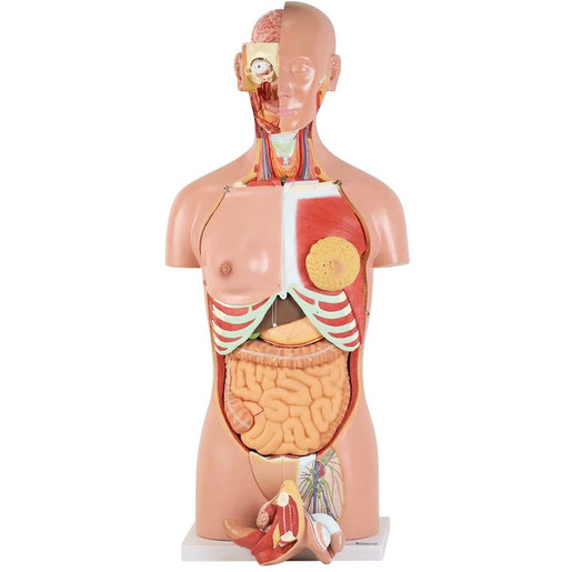 Classic Dual-Sex Life-size Human Body Torso Anatomical Model, with Opened Neck & Back, 28 Parts