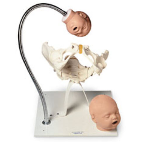 Pelvic Bone With Fetal Heads on Stand