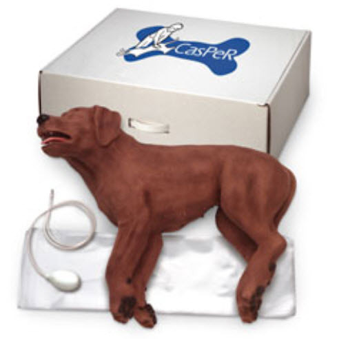 CasPeR The CPR Dog Manikin