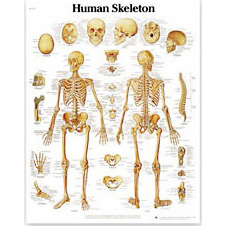 3B Scientific Classic Laminated Anatomical Chart, Human Skeleton