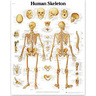 Laminated 3B Scientific Anatomical Charts