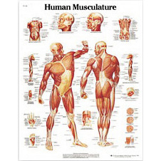 Laminated 3B Scientific Anatomical Charts