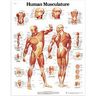 Laminated 3B Scientific Anatomical Charts