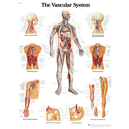 Laminated 3B Scientific Anatomical Charts