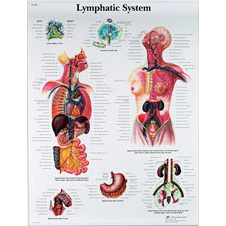 Laminated 3B Scientific Anatomical Charts