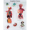 Laminated 3B Scientific Anatomical Charts