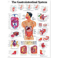 Laminated 3B Scientific Anatomical Charts