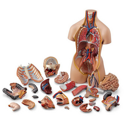 Anatomical Models Bound Tree 9545