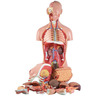 Classic Dual-Sex Life-size Human Body Torso Anatomical Model, with Opened Neck & Back, 28 Parts