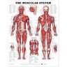 Laminated Anatomical Chart, Muscular System