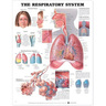 Laminated Anatomical Chart, Respiratory System