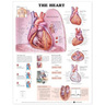 Laminated Anatomical Chart, Heart