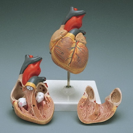 Dissectible Anatomically Correct Heart Model, 12cm x 12cm x 22cm