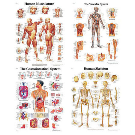 Laminated 3B Scientific Anatomical Charts